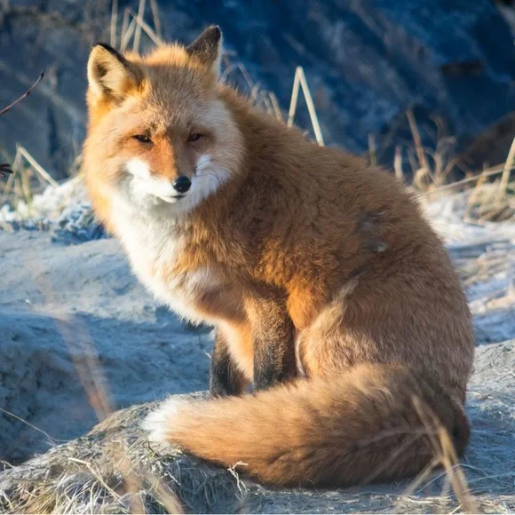 Brass Fox - Picture 4 of 7